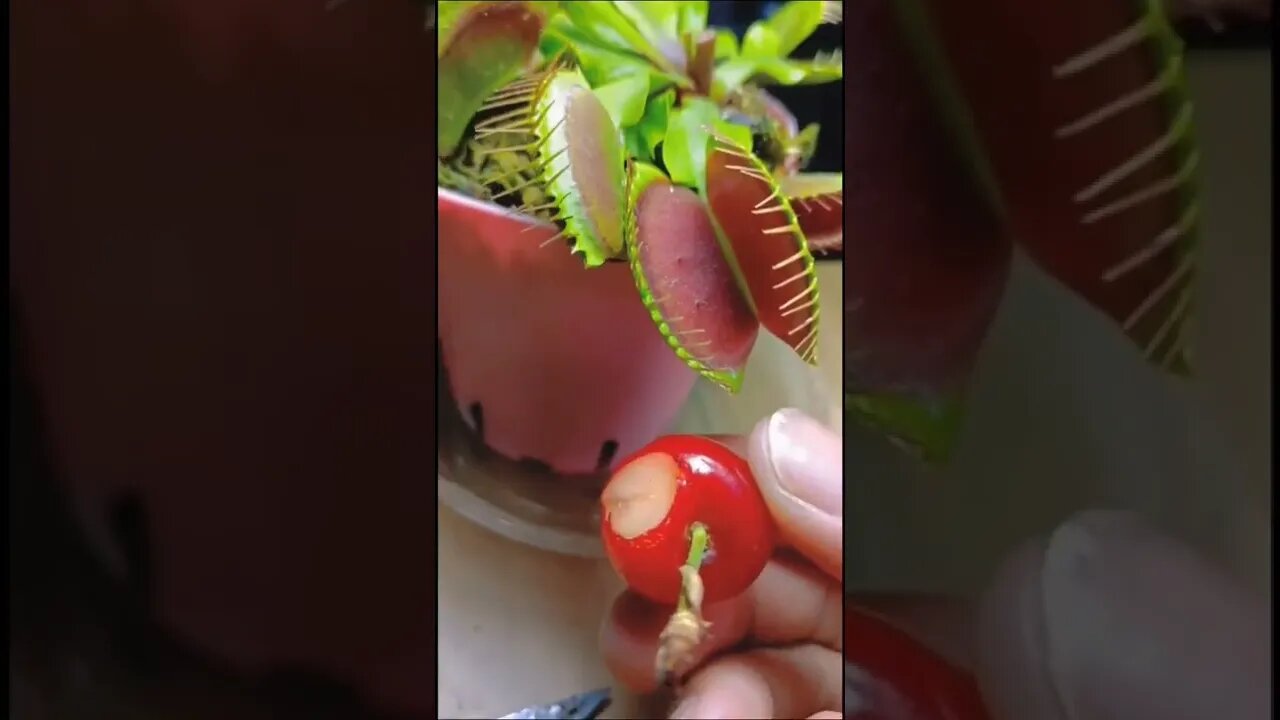 Do Venus Flytraps Like Fruit tiktok maneaterflower