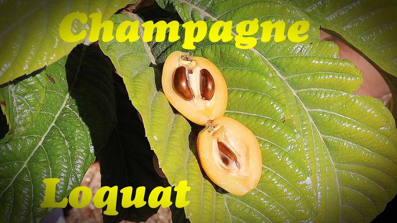 How to Grow Loquats in Desert Climates | Champagne Loquat Taste Test!