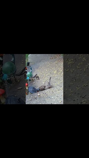 Just Another Dove Fight #Shorts 🍄