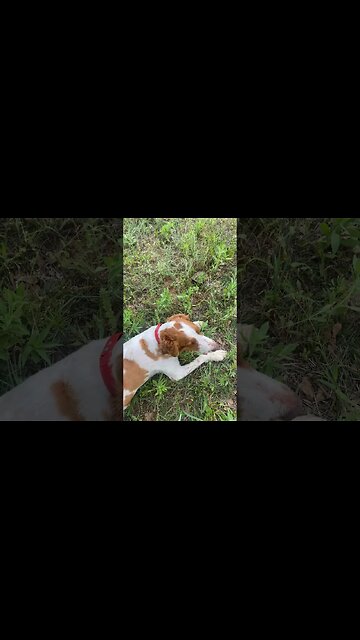 Tana with her turtle & Jules in the shade. #BrittneySpaniels