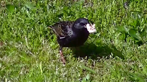 IECV NV #560 - 👀 European Starling In The Weeping Cherry 5-12-2018