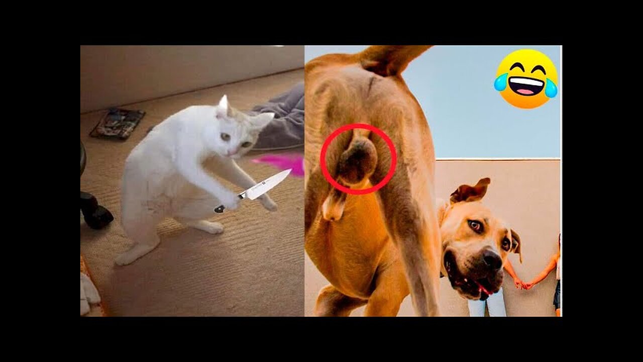 World Best Funniest🤣Cat vs animal vs Kid 🤼‍♂️ Entertainment Don't Try Laughing 🤣 2024 clips 🫡