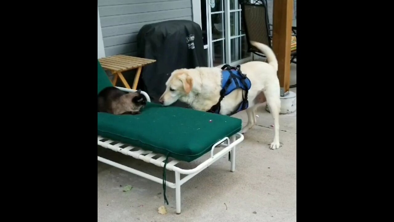 Siamese Cat and Three-legged RILEY finally become friends.