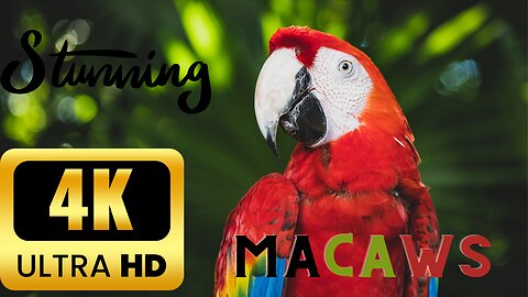 Macaws in Stunning 4K