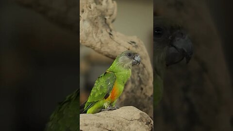 Senegal Parrot l #shorts l #parrot l @BikisAviary