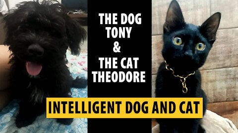 The Dog Tony and The Cat Theodore