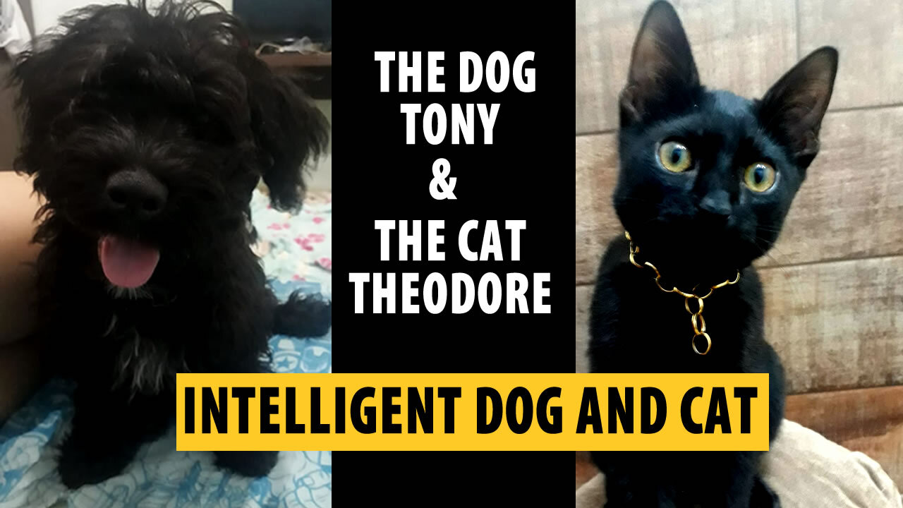 The Dog Tony and The Cat Theodore