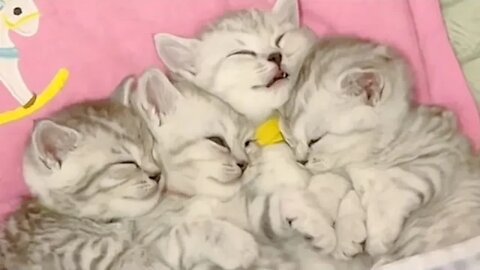 🐱Cutest Cats🐱Videos Compilation#