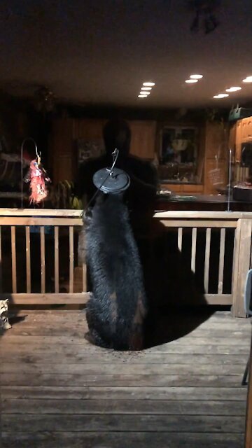 Bear on my deck