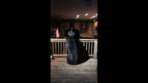 Bear on my deck