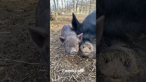 👶🐷piggy out exploring the 🌎 #kunekune #farmlife #pigs #cute