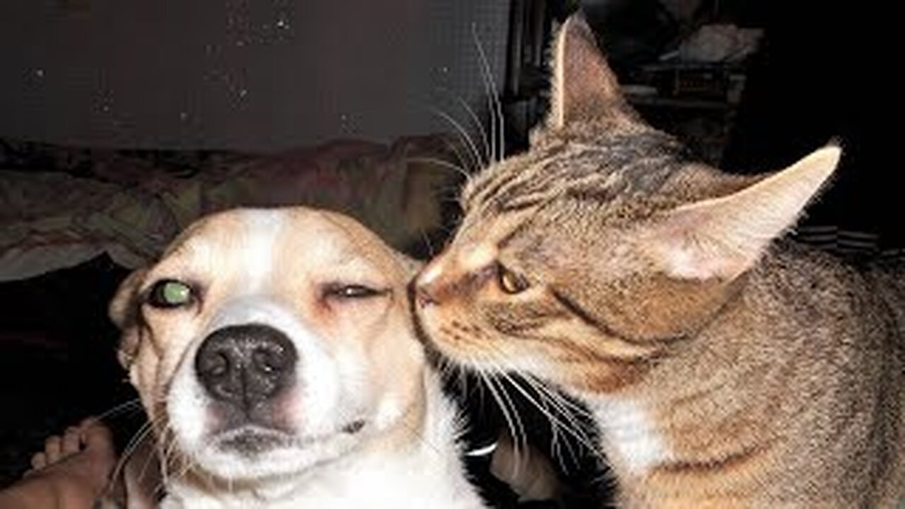 Best funniest animal cat and dog video 2024 best funny 😁 😂 video