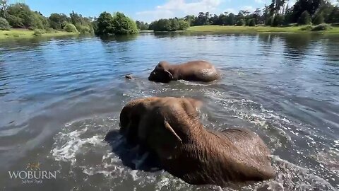 Elephants Cool Off With A Dip In The Lake