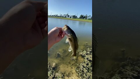 Largemouth Bass Eats swim bait