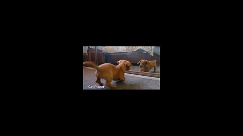 barking dog shorts video