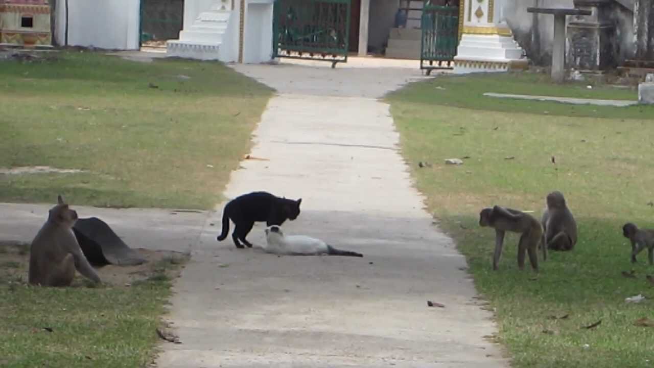 Cat VS Monkey Real Fight.