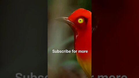 #birds #wildlife #wildlife #youtubeshorts