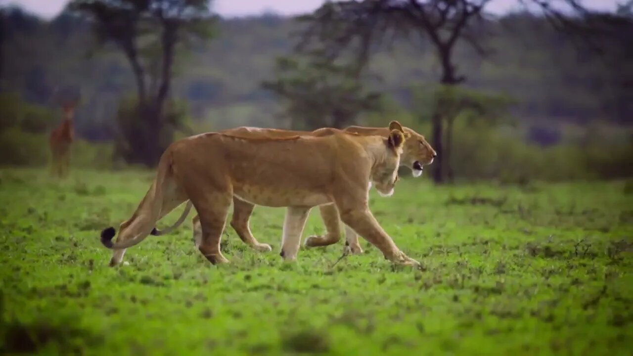 Pair of Lionesses Walking Together