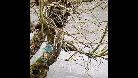 Cute Squirrel eating upside down at a birdfeeder