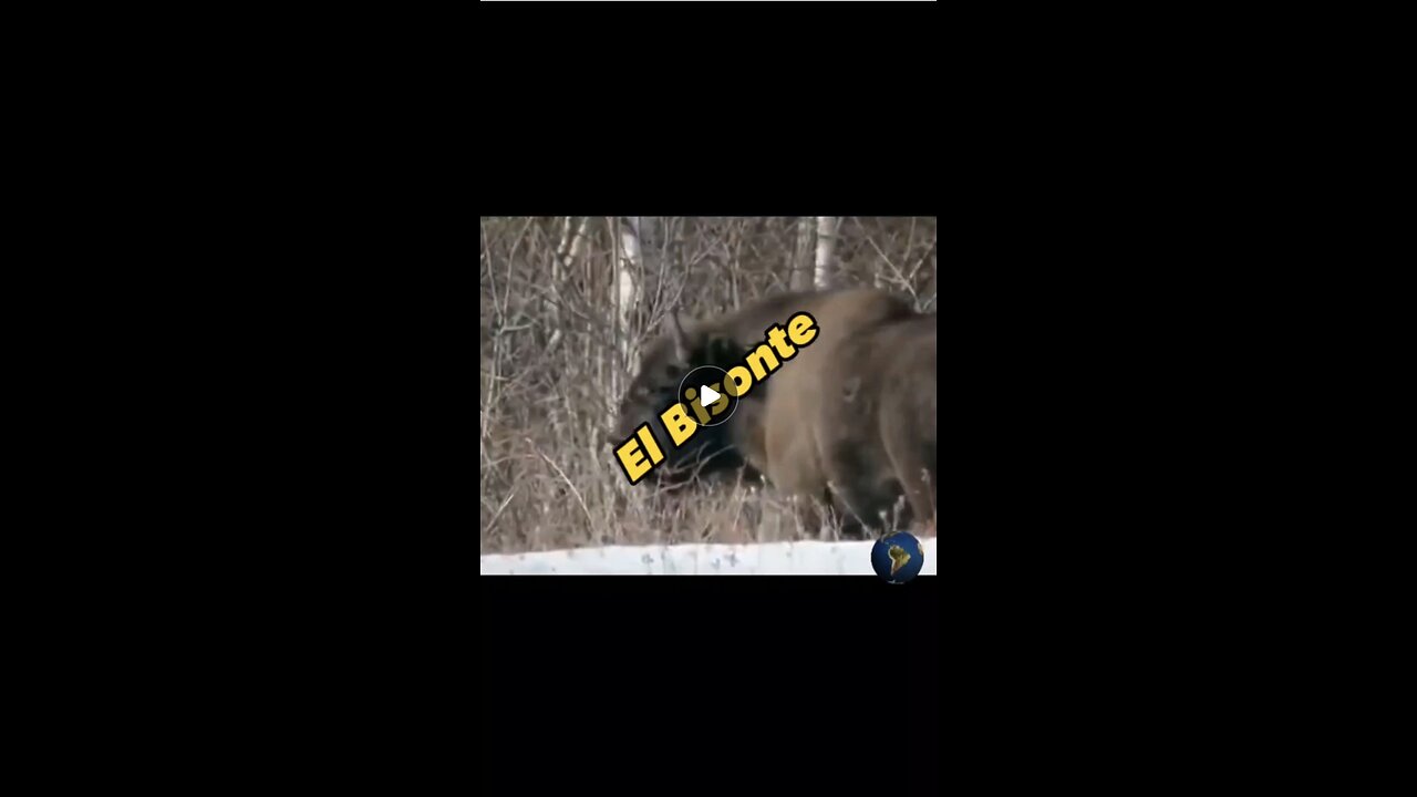 Los Bisontes