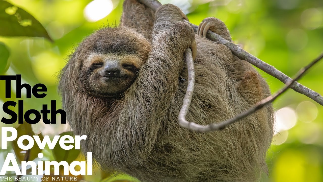 The Sloth Power Animal: Discovering the Wisdom and Strength of Slow and Steady