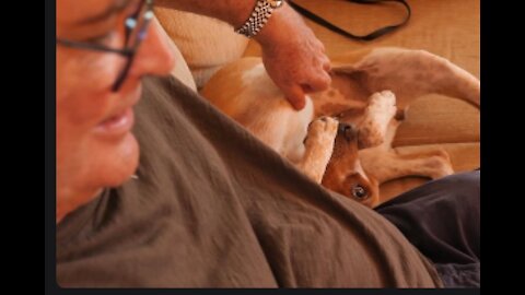 A Dog Lies and Relaxes While It Is Stroked by the Owner