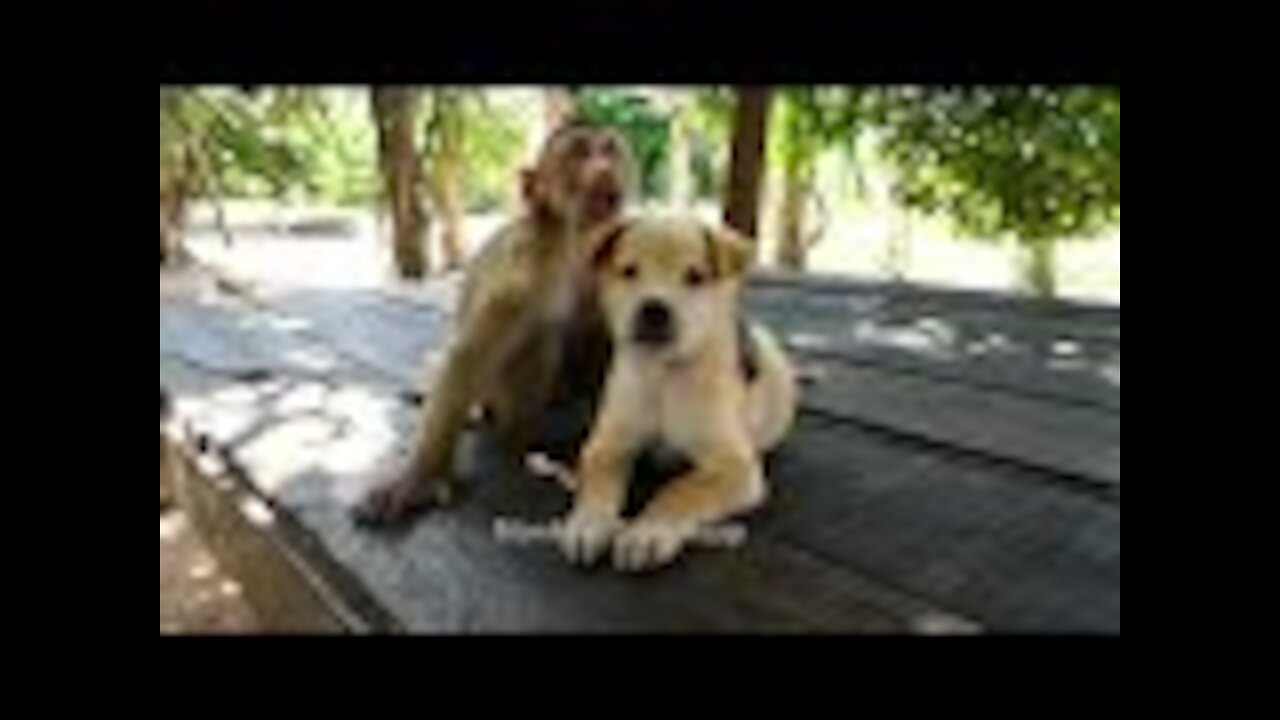 Funny games of a monkey with a puppy