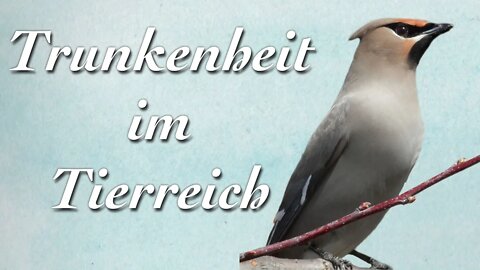 Trunkenheit im Tierreich