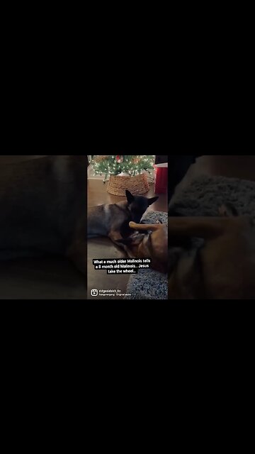 Malinois Telling Secrets #dog