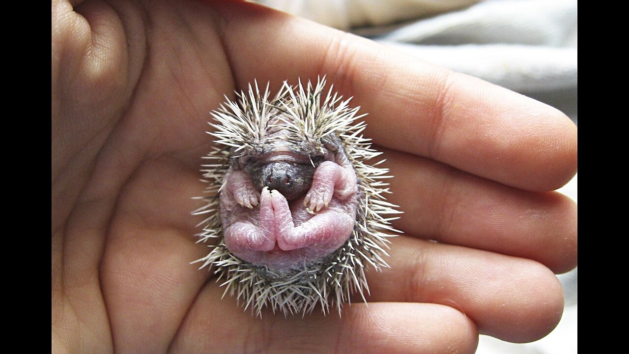 Cute Baby Hedgehogs