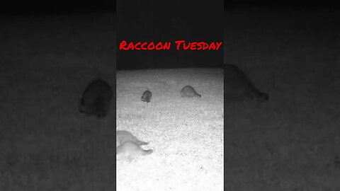 Raccoon 🦝 Tuesday #prepperboss #shorts #raccoons