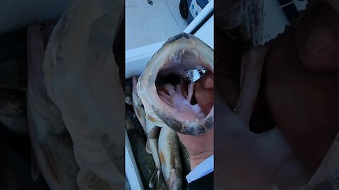 Incredible day on Lake Erie, 4 man limit of Giant walleye! Big Fish was 28 1/4" long!