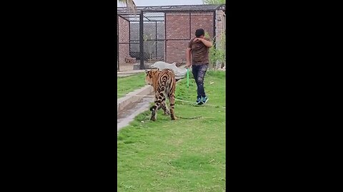 Guide tiger #shorts #animals #cute #puppies #sea #monkey #world #funny #funnyvideo #truth