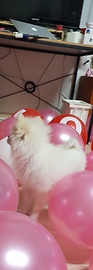 POMERANIAN PLAYS WITH BALLOONS