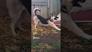 Maple the Stunt Dog Compilation #shepsky #doggo #shorts