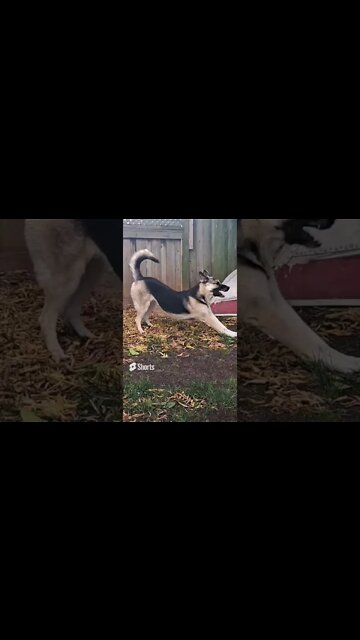 Maple the Stunt Dog Compilation #shepsky #doggo #shorts