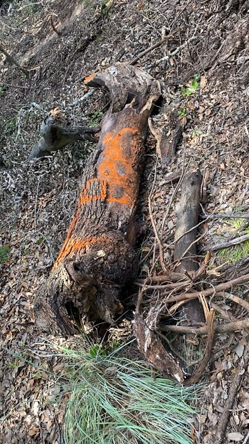 Clear Creek Limb Hive, saved from being crushed and pushed into burn pile.