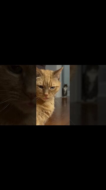 Sigma Cat sticks out Tounge #sigma