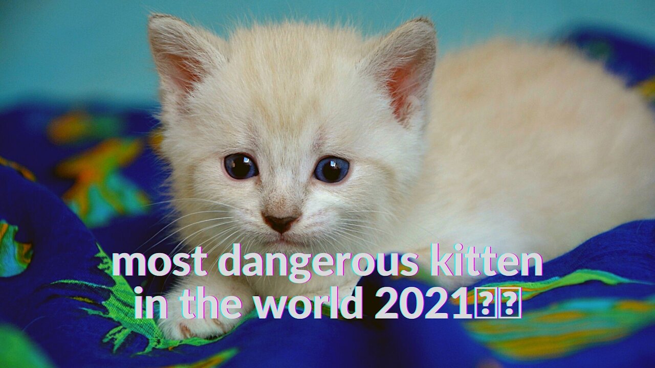 most dangerous kitten in the world 2021🎵✅