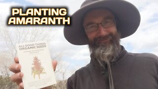Planting Amaranth
