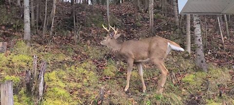 A Family of Deer Cut Through My Yard