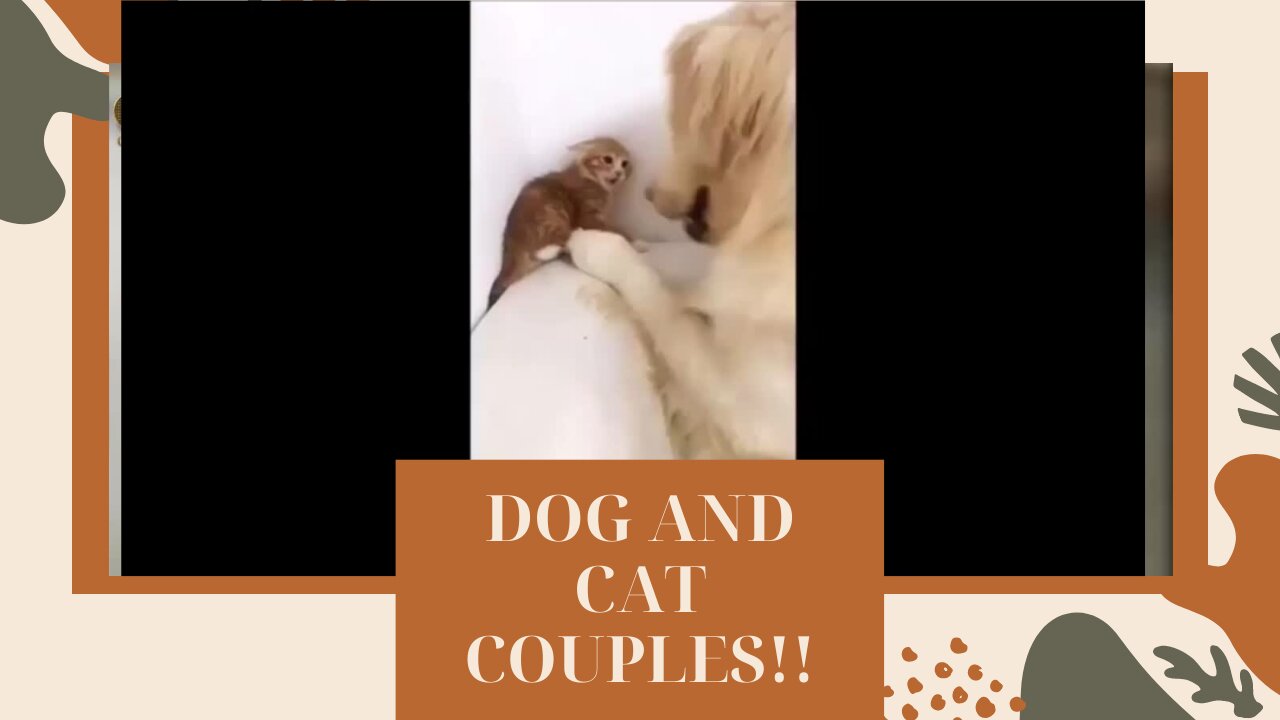 DOG AND CAT COUPLES