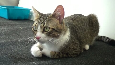 Kitten Rudolph Is Getting Sleepy