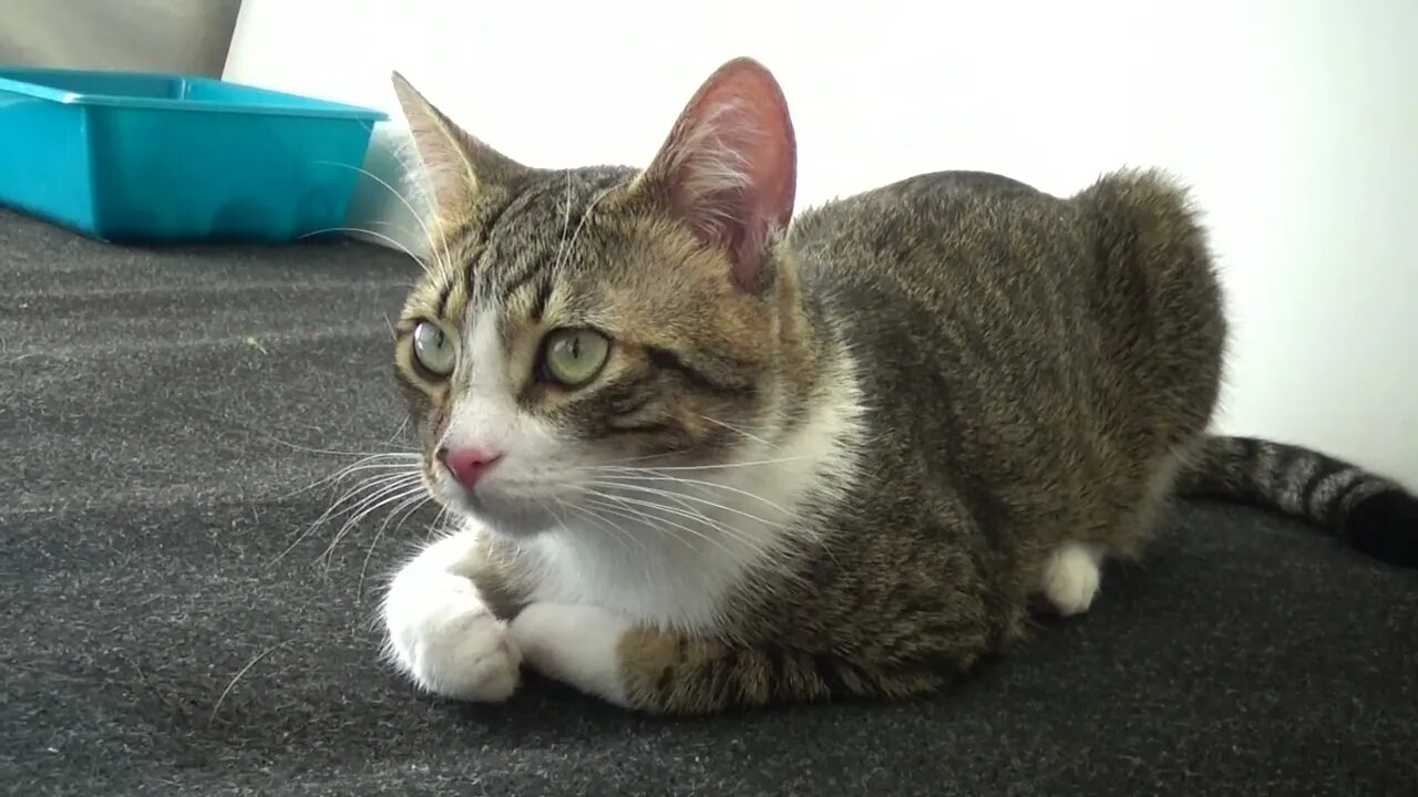 Kitten Rudolph Is Getting Sleepy
