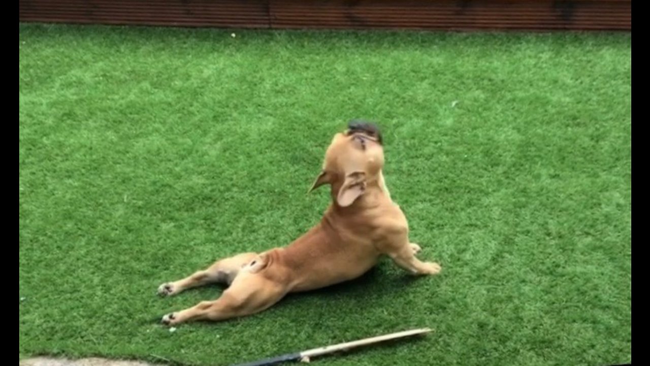 French Bulldog Hilariously Scratches Himself On New Turf