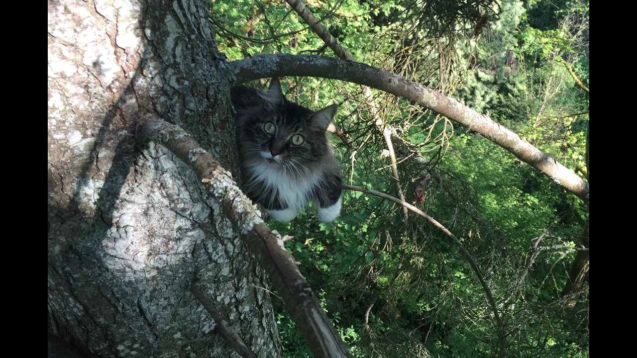 Rescuing Rufus the cat from a Hemlock tree