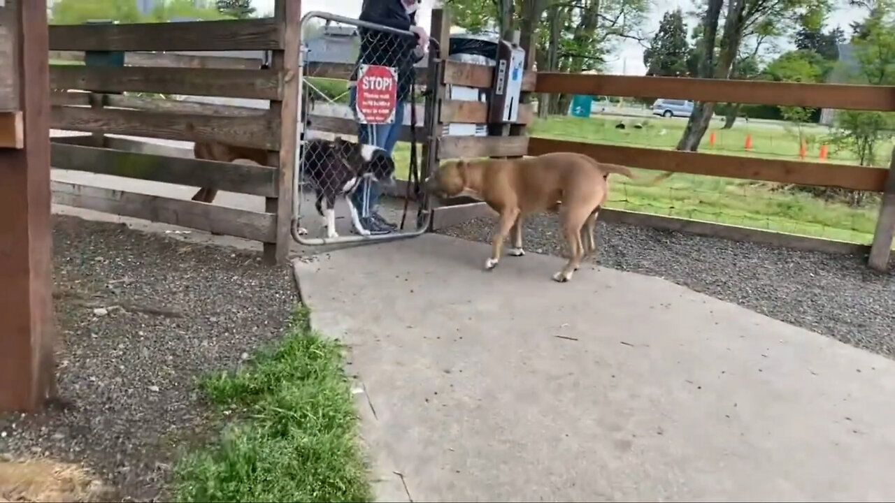 Dogs party at the dog park