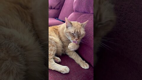 Cats Cleaning Themselves is Adorable 🐱 #catvideos