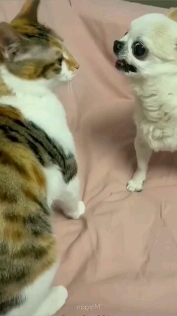 just looking like each other