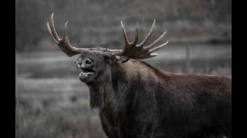 Moose intruder on a porch in New Hampshire